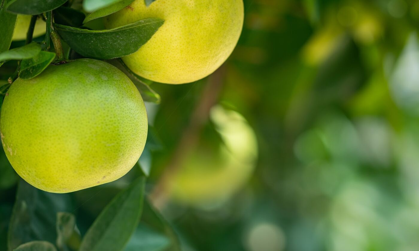 Fruktbudet